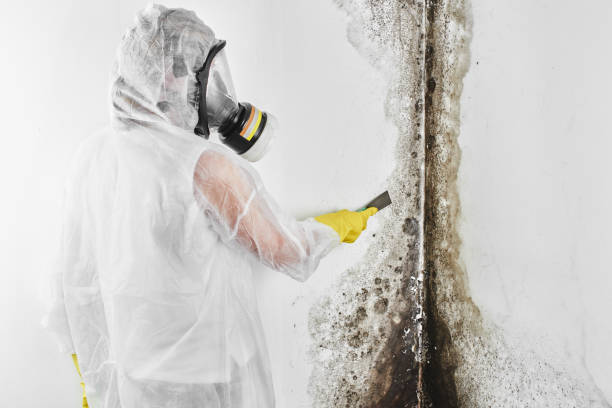 Best Emergency Mold Removal  in Beaver Dam, WI