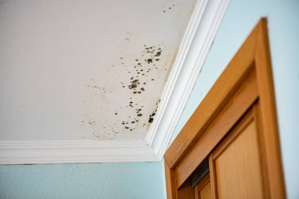 Best Mold Removal Company Near Me  in Beaver Dam, WI