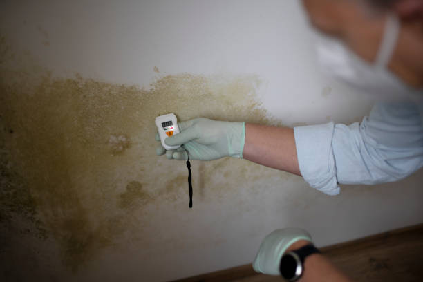 Best Mold Removal Company Near Me  in Beaver Dam, WI