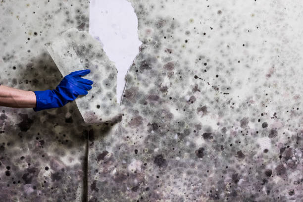 Best Crawl Space Mold Removal  in Beaver Dam, WI