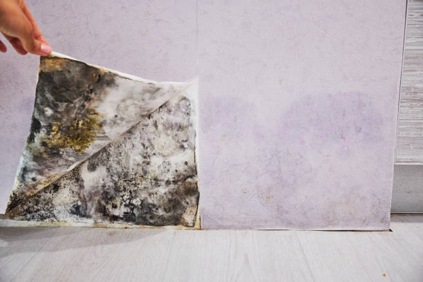 Best Home Mold Removal  in Beaver Dam, WI